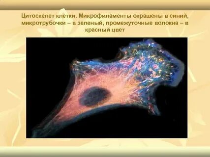 Цитоскелет в клетках животных состоит из белка