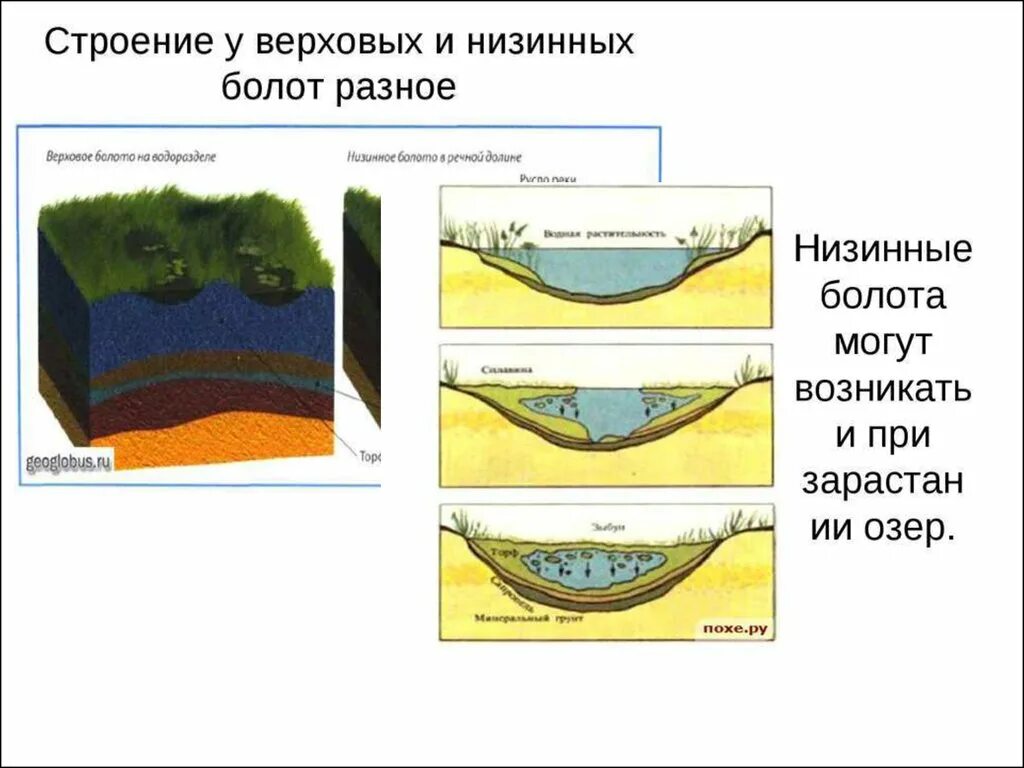 Морфологическая структура водоема. Строение верховых и низинных болот. Низинное болото и верховое болото. Строение низинного болота. Торфяные болота схема.