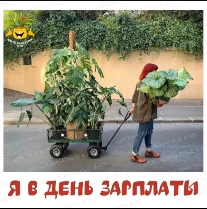 Закупки растений. Совместные закупки растений. Скупка растений. Покупка саженцев смешная картинка. Как я вижу покупку растений.