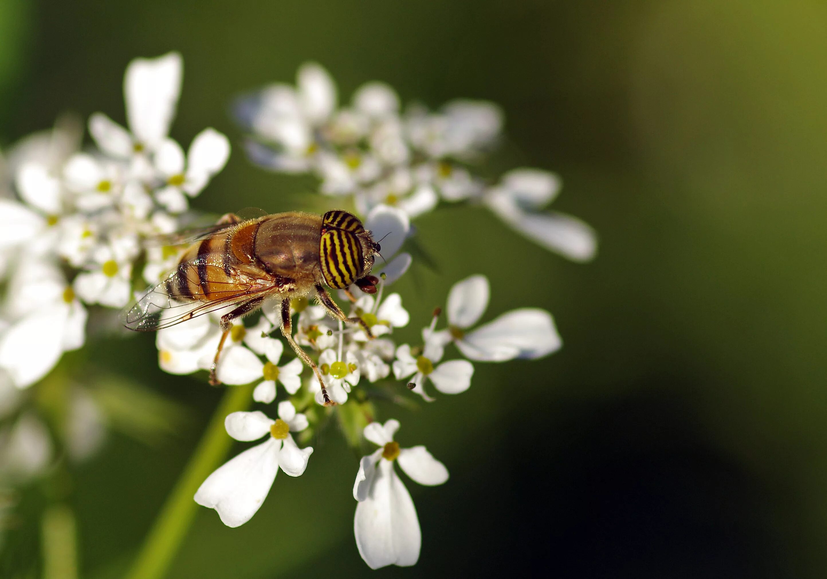 Белая пчела. Шмель альбинос. Белая пчела. Пчела на белом цветке. Желто черные пчелы.
