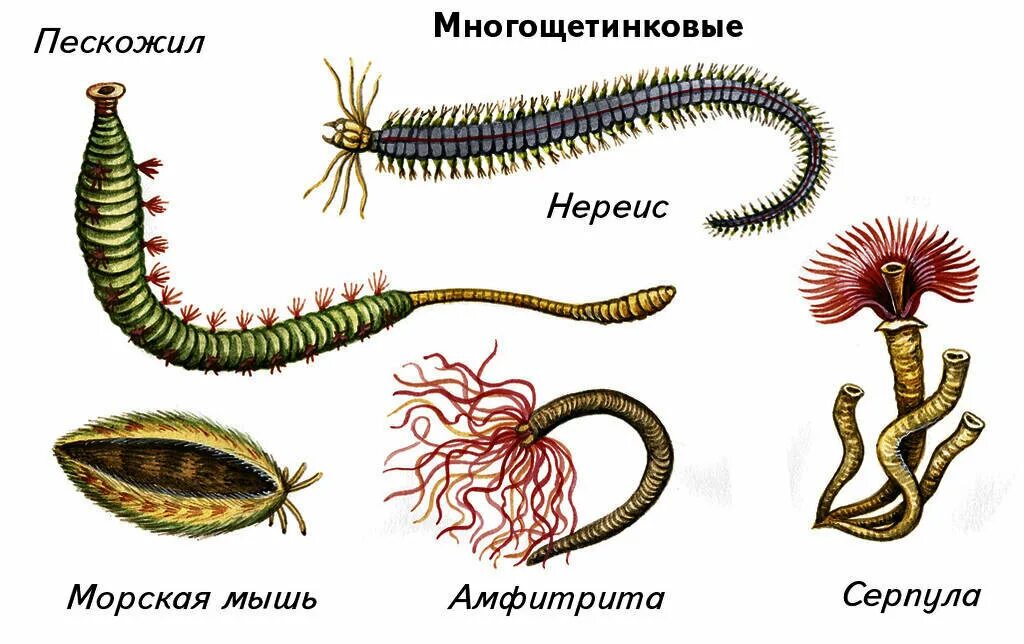 Представители кольчатых червей червей. Тип кольчатые черви представители. Систематические группы кольчатых червей