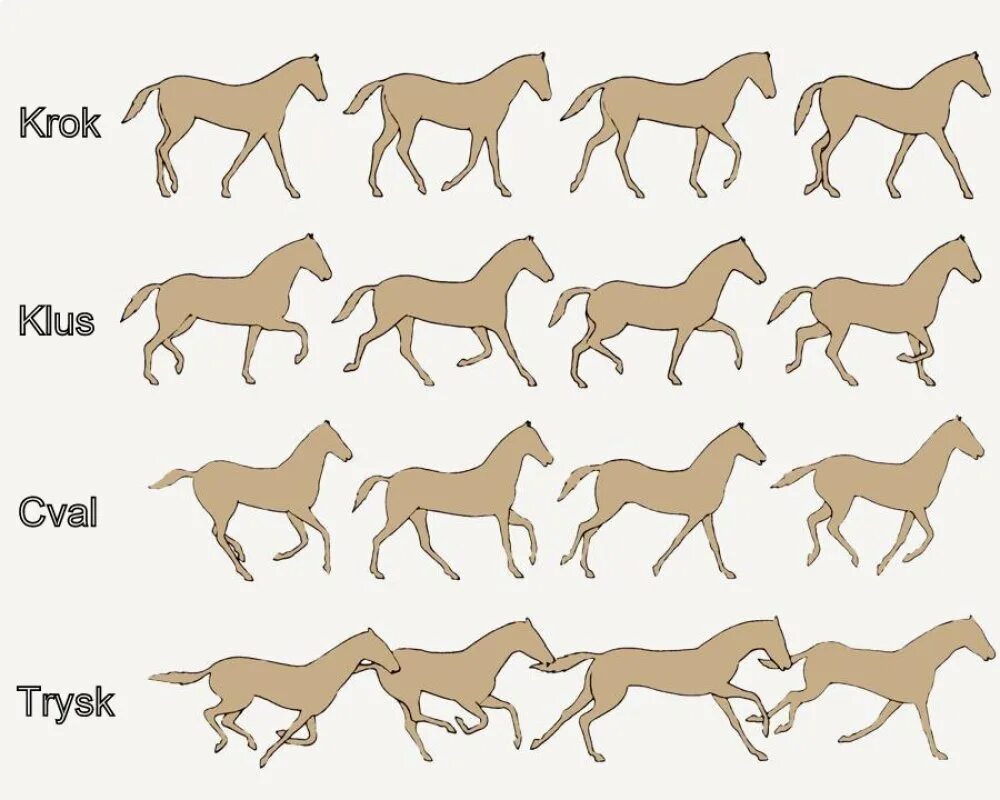 Аллюр шаг лошади. Аллюры лошадей. Галоп рысь аллюр иноходь. Фазы галопа лошади. Походка лошади.