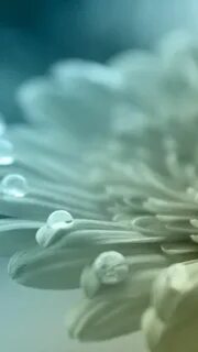 Fade flower
