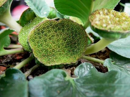 Other plant