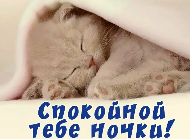Идем спать любимая. Спокойной ночи котики. Котенок. Спокойной ночи!. Котенок желает спокойной ночи. Сладких снов котенок.