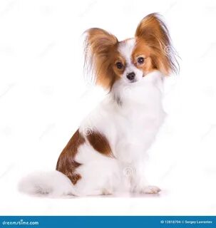 Papillon rising