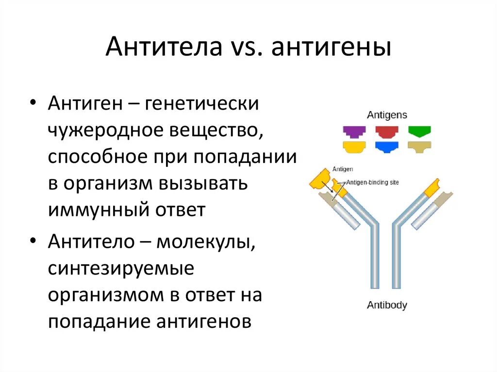 Выработка антигенов. Антитела и антиген отличие. Отличие антигена от антитела. Антиген элиминирующая функция антител. Антиген и антитело определение.