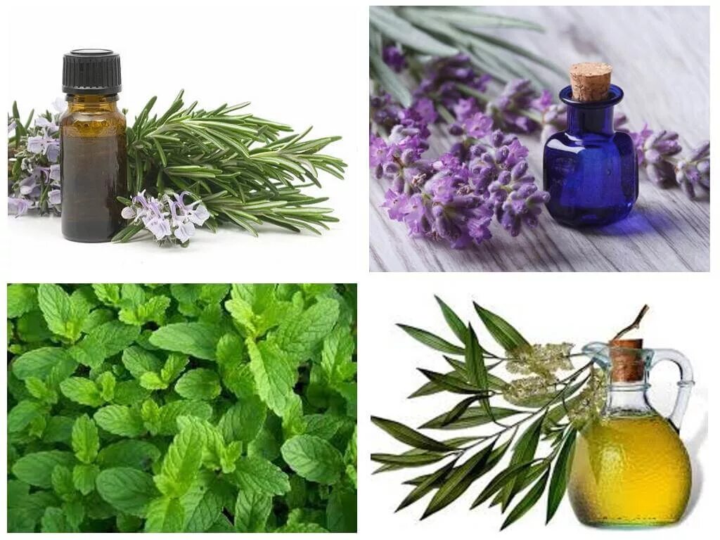 Какую траву боятся клопы