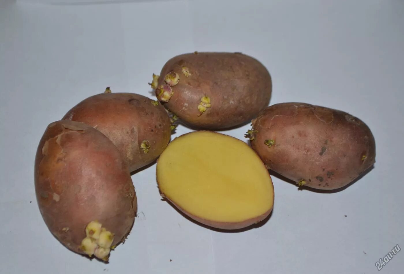 Какие семена картошки. Семенной картофель ред Скарлетт. Семена картофеля ред Скарлет. Семенной картофель сорт «ред Скарлет». Сорт картофеля ред Скарлет.