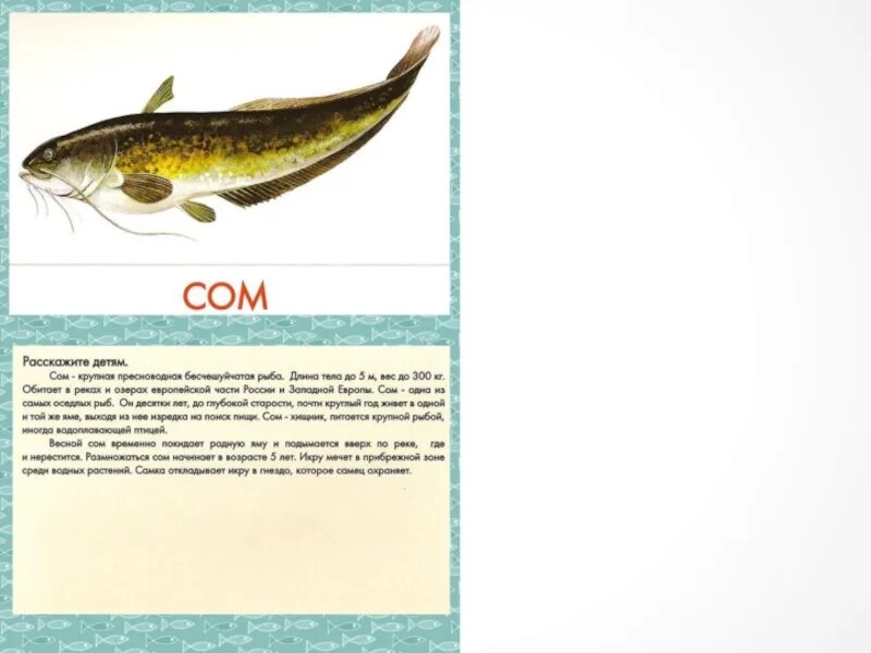 Знаки зодиака "рыбы". 15 март знак зодиака. Рыба из магазина. Гороскоп на 2023 год рыбы. Психология интерпретация рыбы.