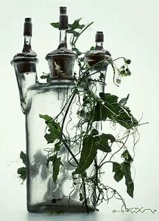 Plant series