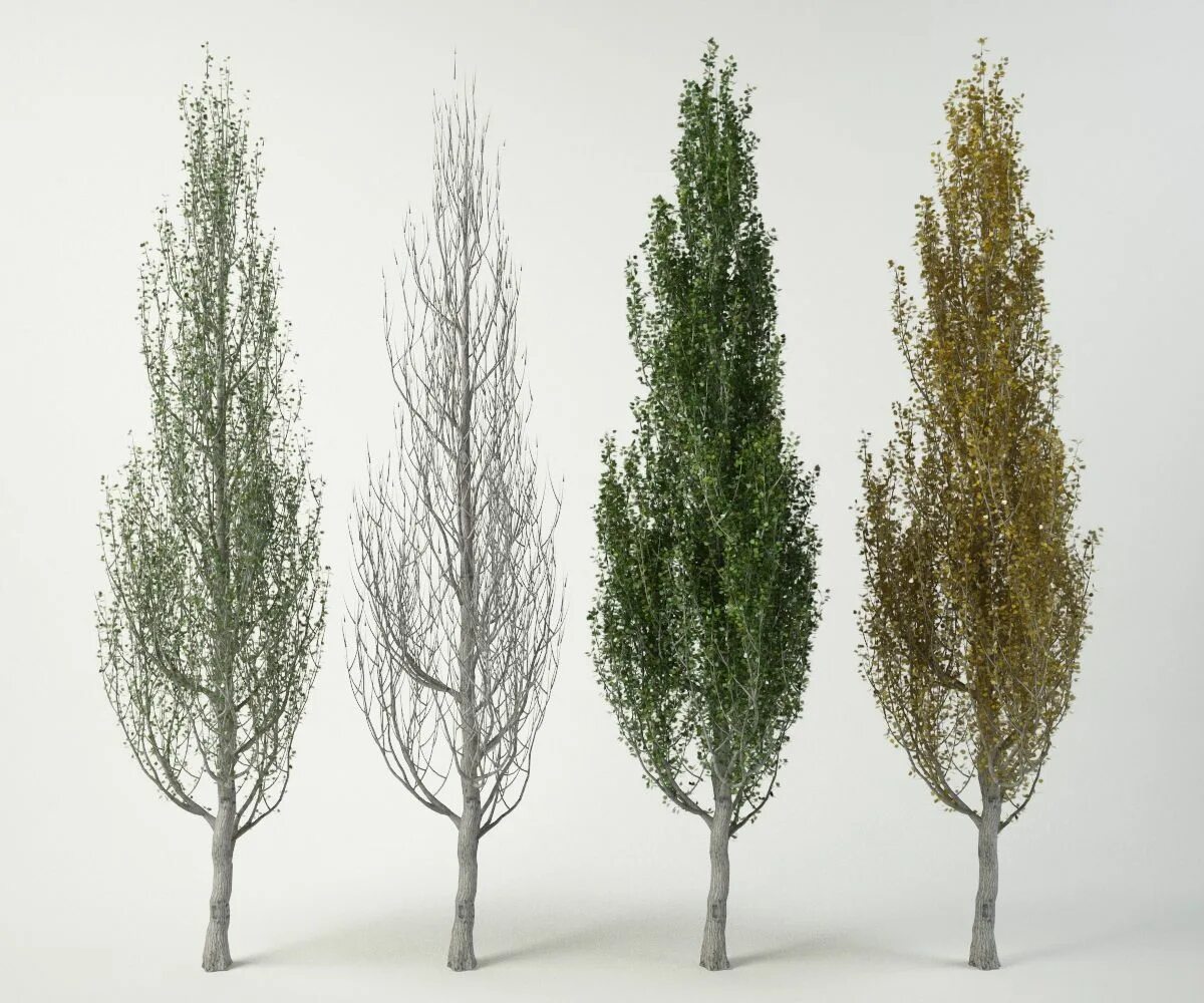 Дерево которое растет вверх. Пирамидальный тополь омск. Тополь китайский пирамидальный. Корни деревьев фото. Туя фастигиата.