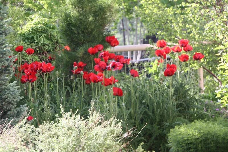 Файл:Papaver nudicaule dsc00913.jpg - Вікіпедія