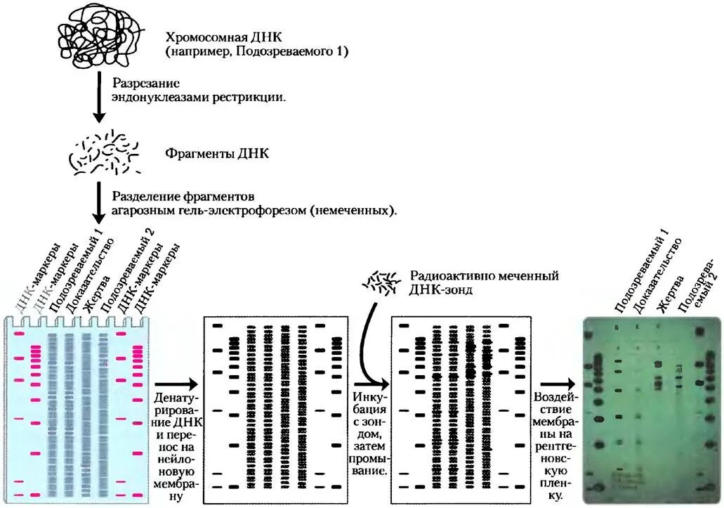 Метод разделения фрагментов днк. Схема исследования методом пцр. электрофорез днк методика. анализ числа тандемных повторов в геноме. днк электрофорез фрагмента днк.
