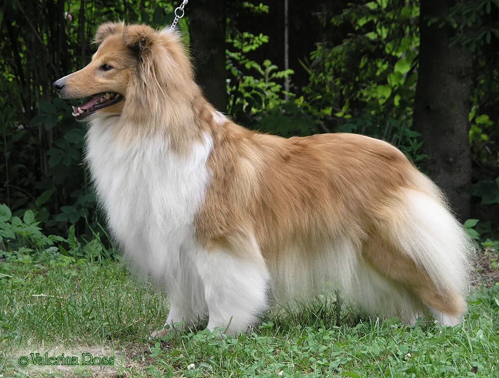 шелти мини. шелти питомник. шелти щенки. шелти с пуделем. шелти питомник москва.