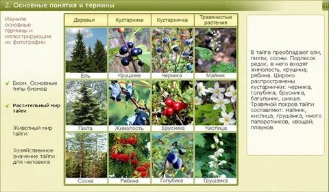 Впр смородина
