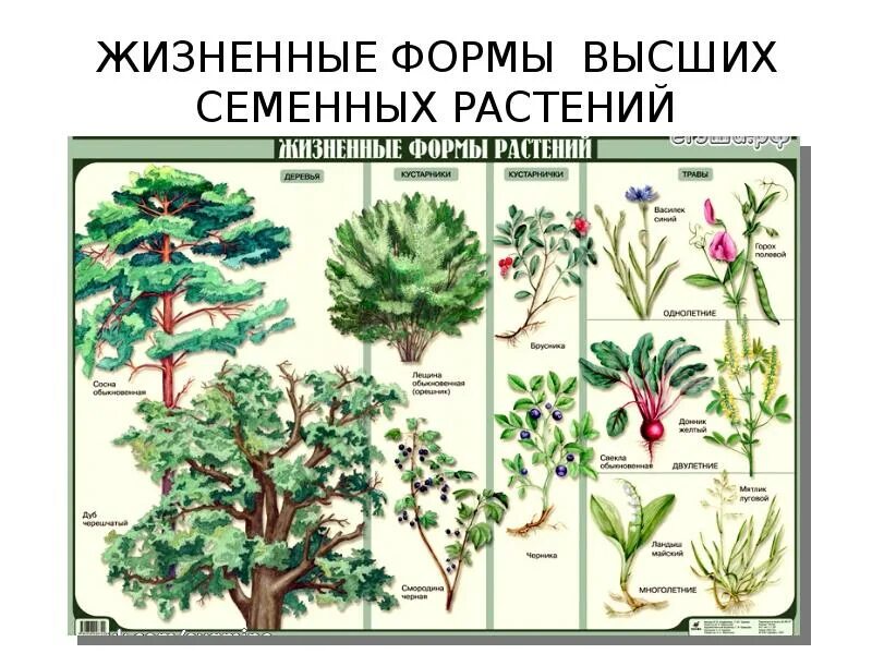 Жизненные формы растений и их отличия. Деревья кустарники кустарнички травы. жизненные формы цветковых растений таблица. жизненные формы травянистых растений. жизненная форма кустарник.