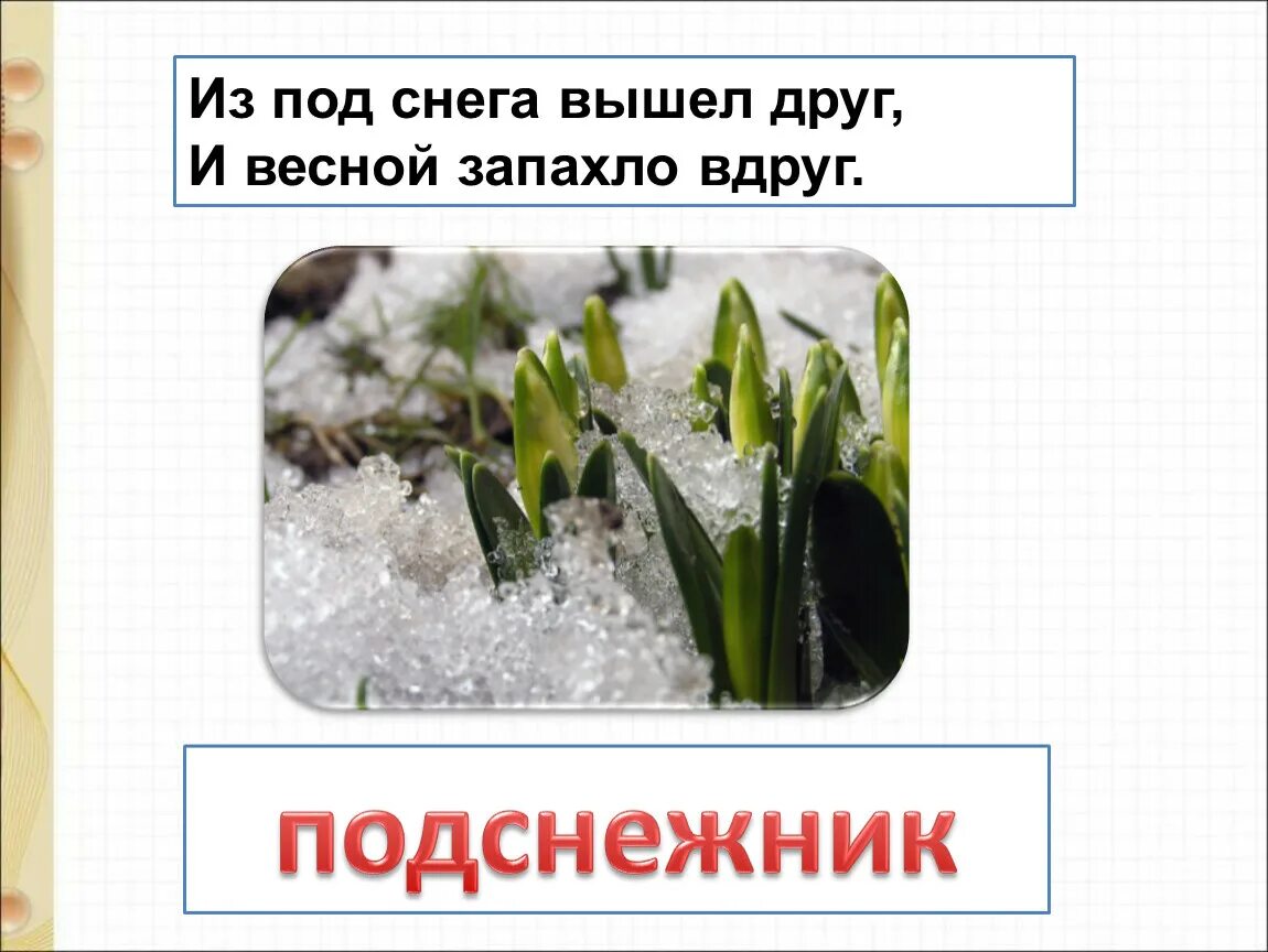 Апрель стихотворение 1 класс литературное. Из под снега вышел друг и весной запахло вдруг. Т. Белозёров «Подснежник». С. Маршак «апрель». Стихотворение т белозёрова подснежники. Маршак апрель и Подснежник.