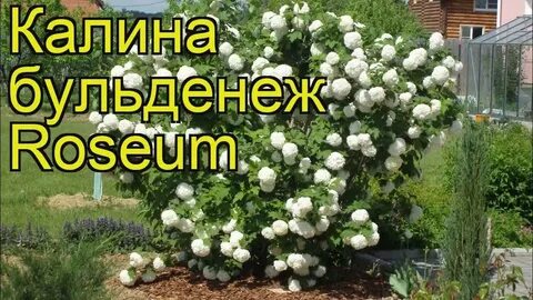 Калина бульденеж уход