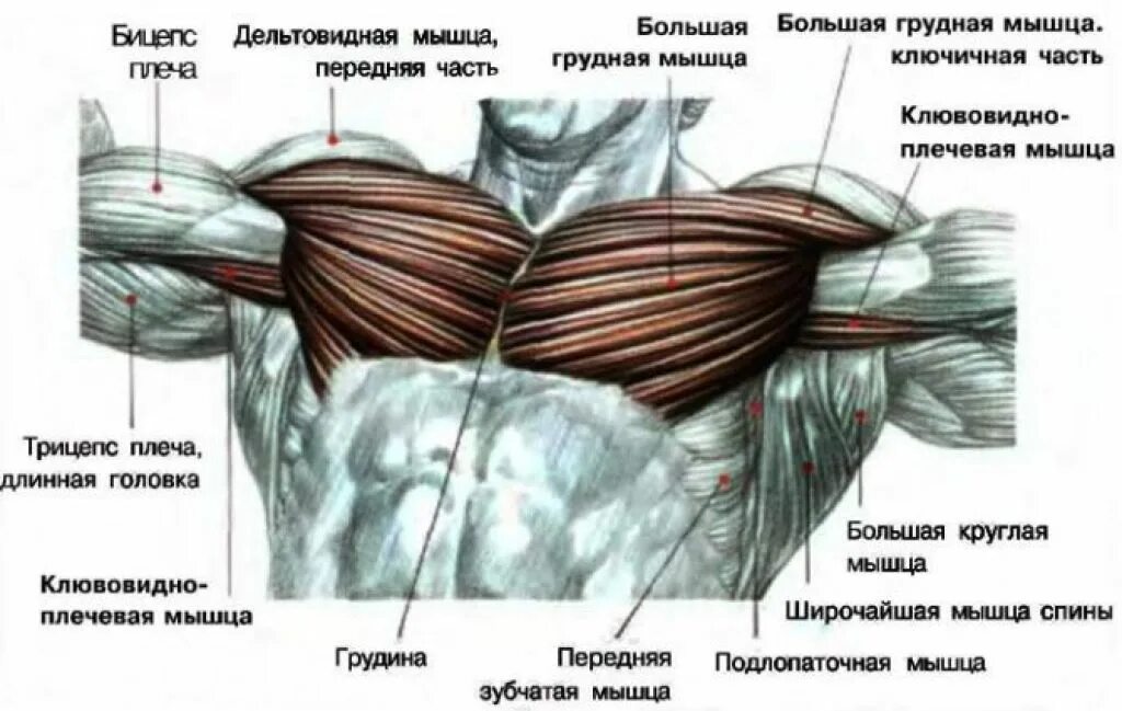 Слабые грудные мышцы. Анатомия мужской грудной клетки мышцы. строение грудных мышц. мышцы грудины анатомия. большая грудная мышца строение анатомия.