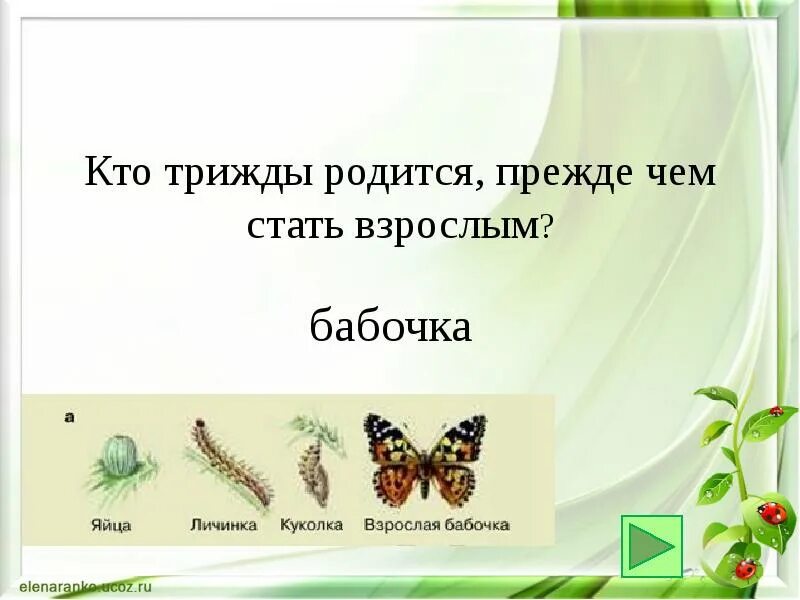 Три раза родился. Кто трижды родился прежде чем стать взрослым?. Кто трижды родится прежде стать взрослым. Кто трижды родится чем стать взрослым. Кто три раза родится прежде чем стать взрослым.