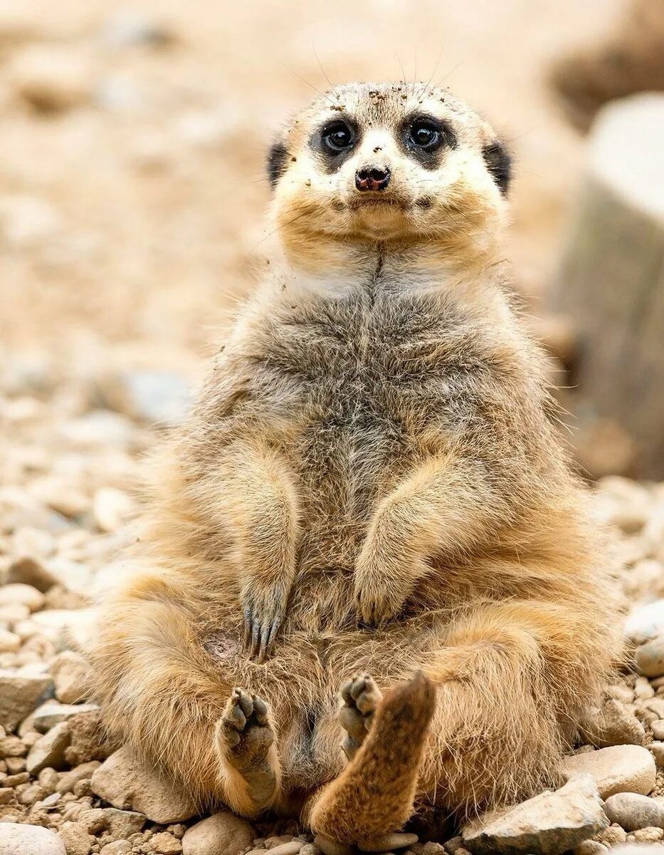 Сурикат смешной. Зверь сурикат. Сурикаты ареал. Сурикат. Сурок суслик сурикат.