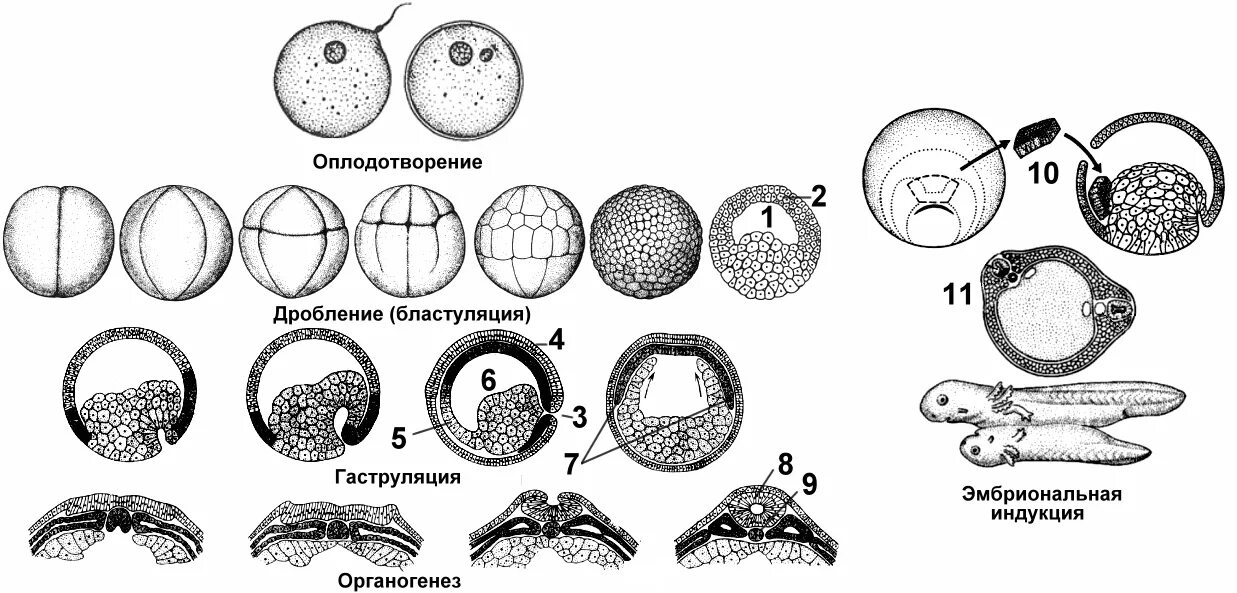 Процессы онтогенеза животных схемы. Стадии эмбриогенеза схема. Этапы онтогенеза гаструла. Этапы эмбрионального развития дробление. Схема дробления зиготы млекопитающих.