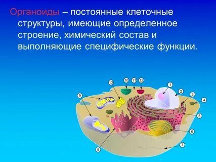 Строение клеточной стенки органоида
