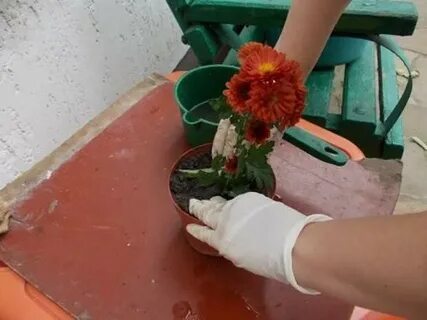 Букет хризантем черенки