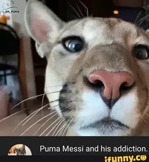 I m puma месси
