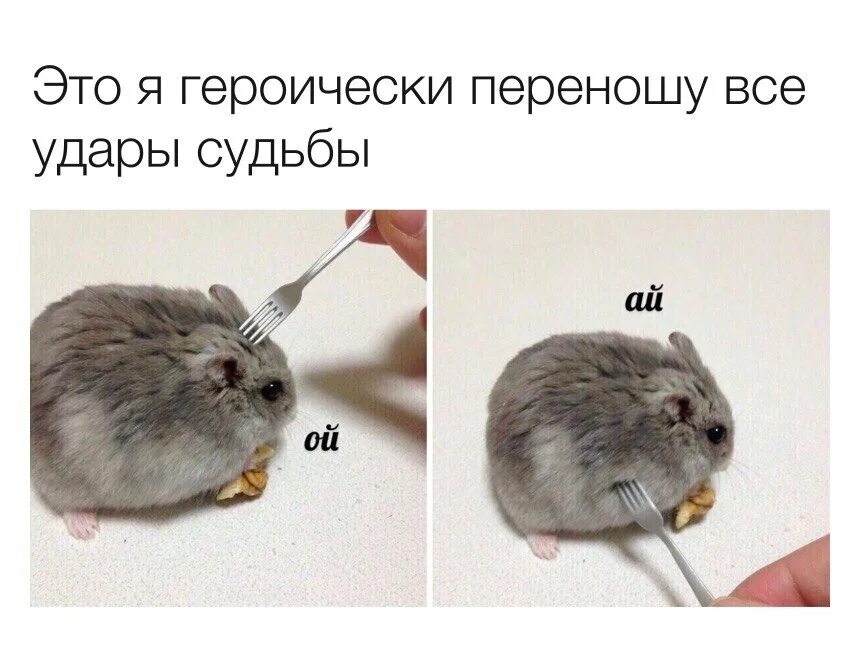 Подарки и удары судьбы 26. Хомяк ой. хомяк с вилкой. это я героически переношу удары судьбы. мемы с хомяками.