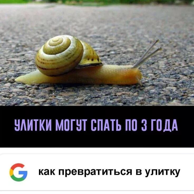 Заходит как то улитка. Прикольная улитка. улитка прикол. шутка про улитку. мемы про улиток.