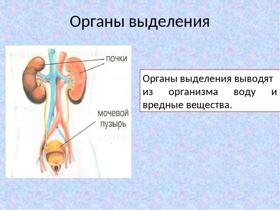 Органы выполняющие функцию выделения. Выделительная система человека схема 4 класс. выделения система человека функции и органы. схема выделительной системы человека 6 класс. выделительная система схема 4 класс.