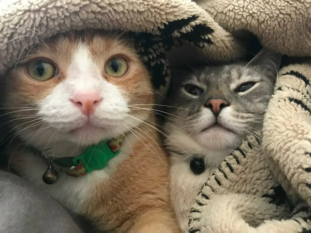 Кот под 2. Два смешных кота. кошки подруги. парные котики. парная ава котики.