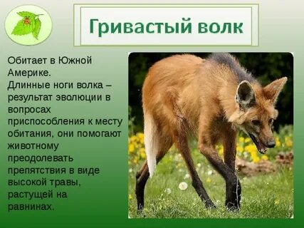 Почему волки не живут в южном полушарии