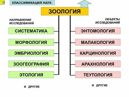 Предмет и объект изучения систематики в биологии