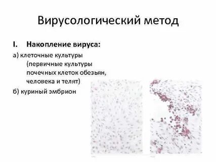 Вирусологический метод исследования его этапы
