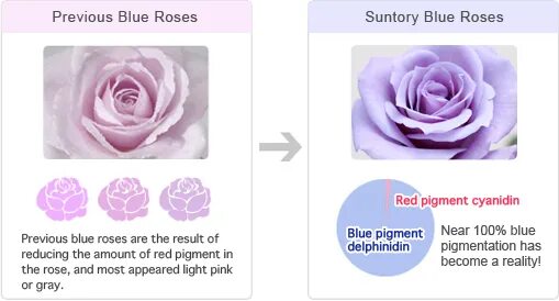 La vie en rose chords. Indian rose от tom ford. Happy anniversary quotes. Do rose перевод. Sweet anniversary.
