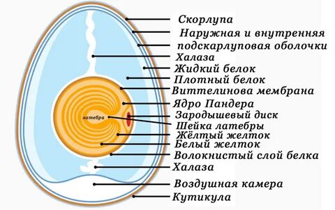 Функции Халазы В Яйце.