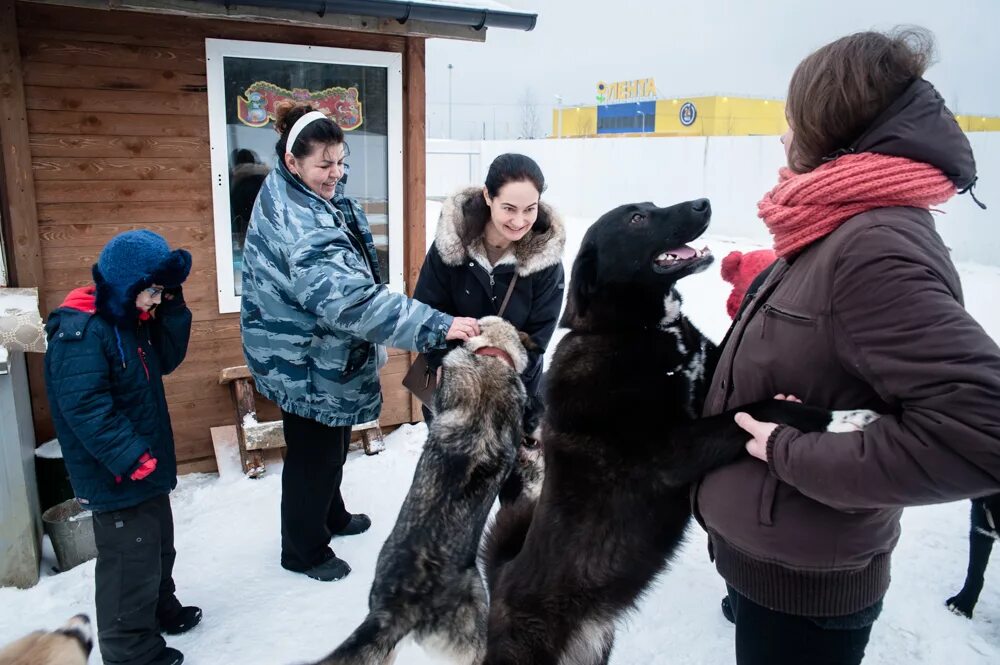 Приют Всеволожский пес. Приют для бездомных собак в СПБ. Приют для бездомных собак в Ленинградской области. Приют для собак Всеволожск.