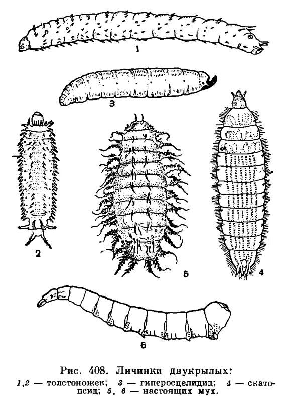 Diptera личинки. Червеобразная личинка мухи. Личинки гусеницы червеобразные. Личинки двукрылых насекомых.