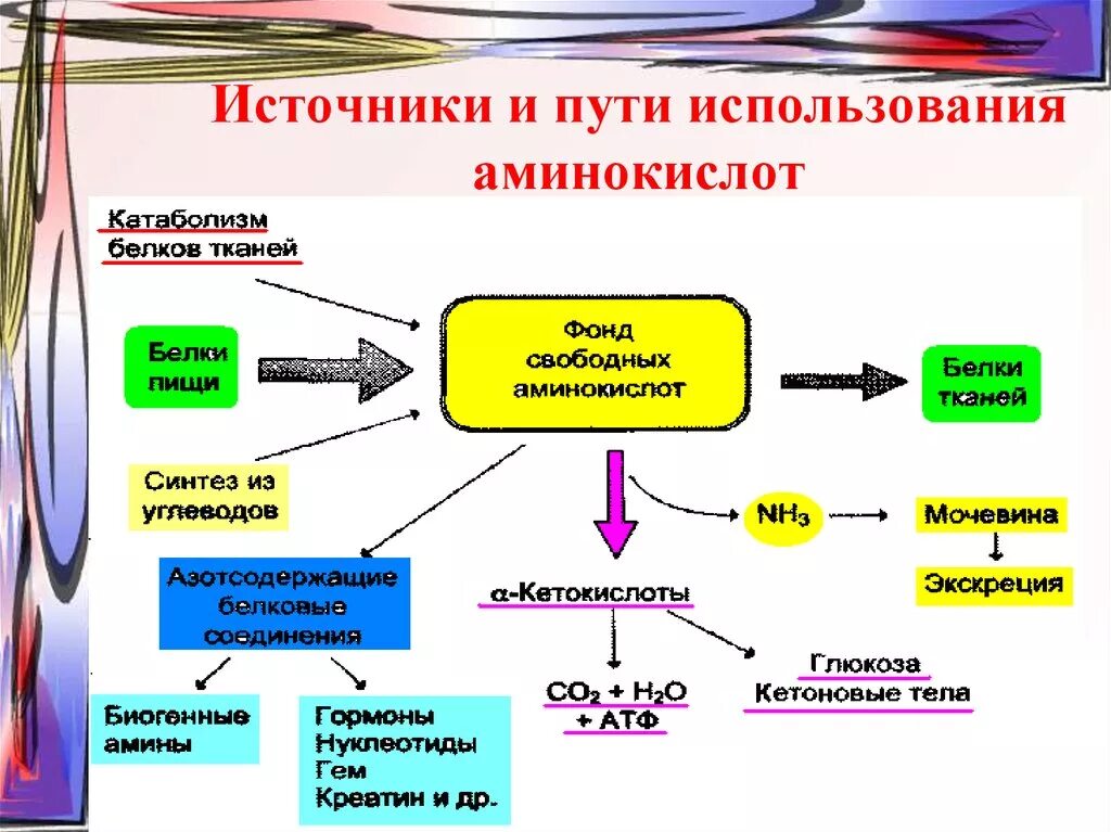 Основным источником белков является. Пути использования аминокислот. Схема применения аминокислот. Пути поступления и использования аминокислот в организме.