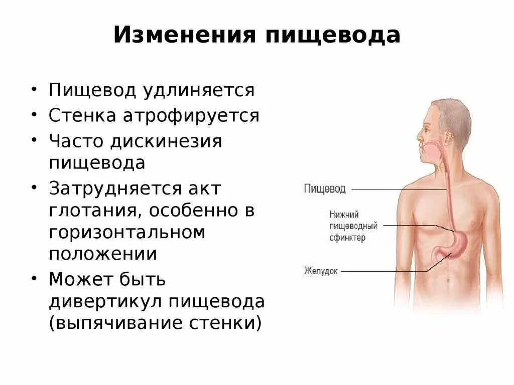 Характеристика пищевода. Возрастные особенности пищевода. Возрастные изменения пищеварительной системы. Возрастные изменения пищевода. Пищевод пожилого человека.