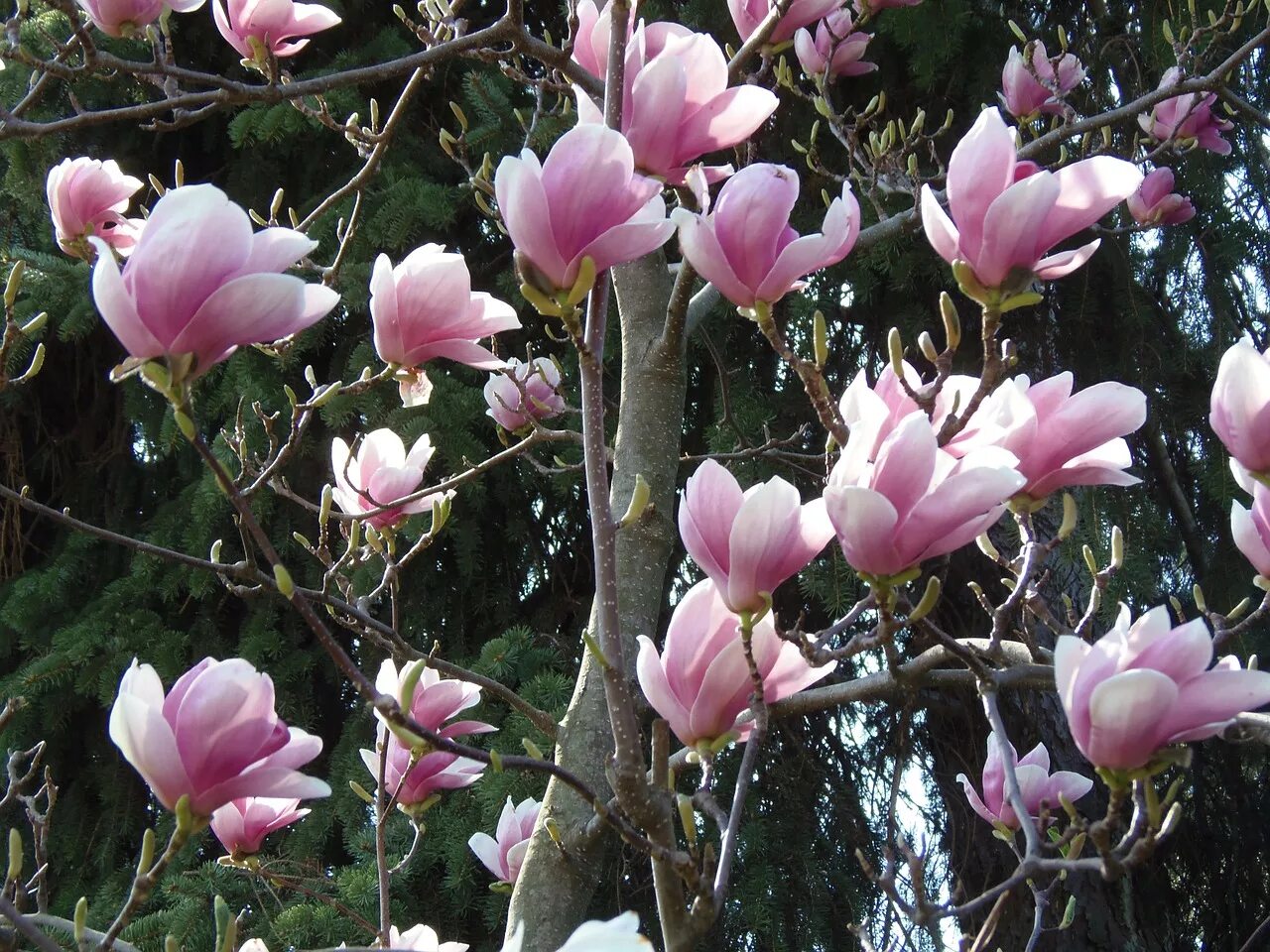Tulip tree
