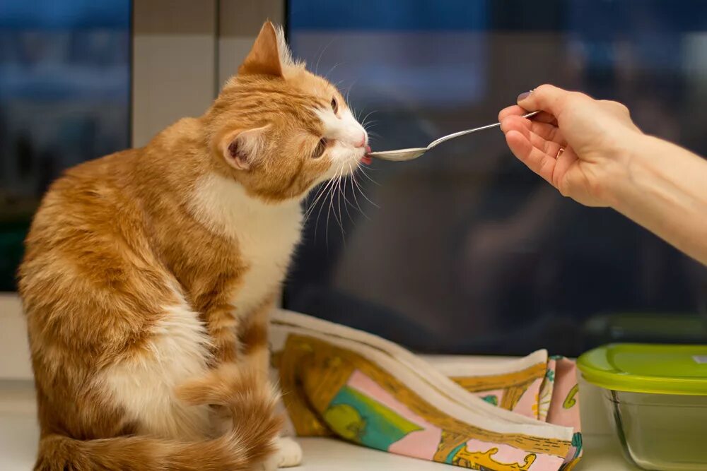 Данная кошка