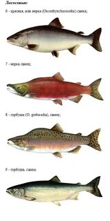 Красный рыба семейства название