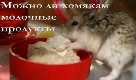 Сыр хомяку