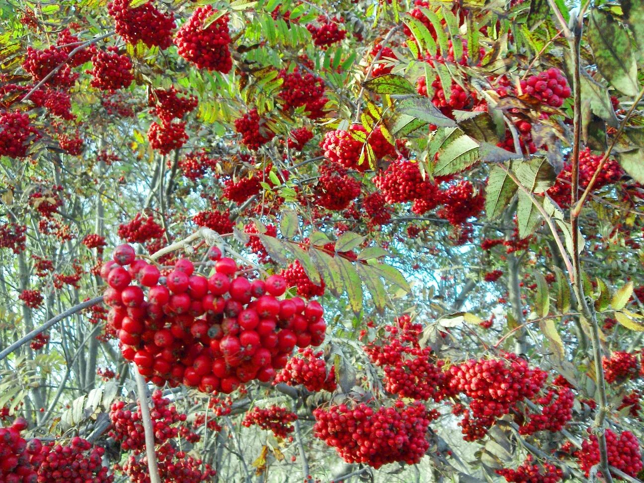 Рябина дерево. Рябина займ вход. Рябина обыкновенная "вефед". Рябина обыкновенная невежинская. Рябина невежинская.