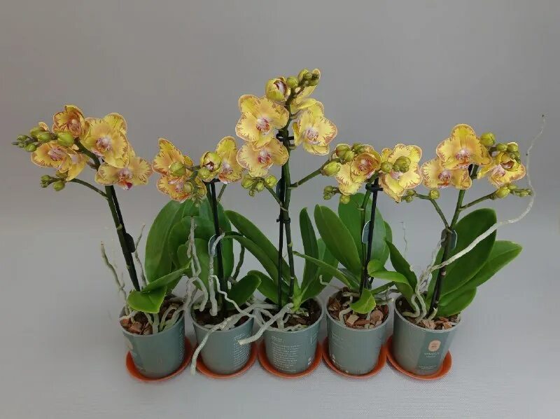 Нарбонна орхидея бабочка. Авито тула орхидея. Орхидея фаленопсис. Орхидея younghome golden pixie. Фаленопсис жемчужина императора.