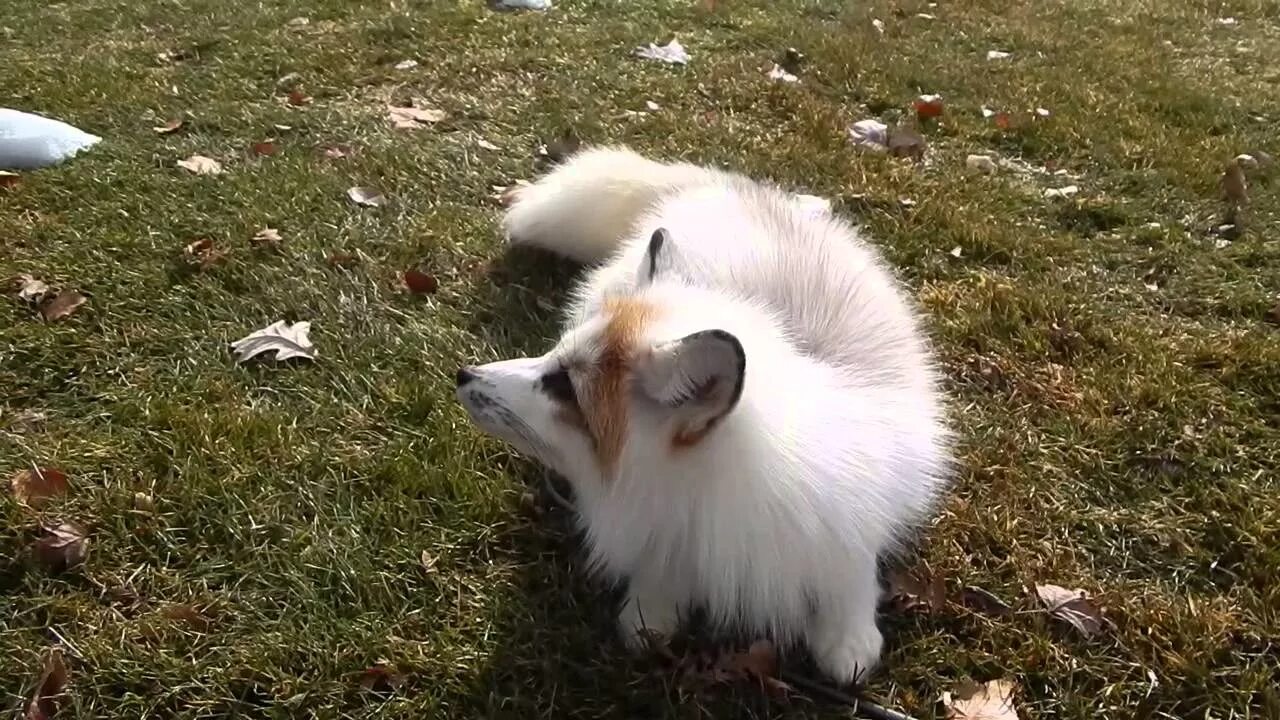 Флаффи Фокс. Zhenelov fluffy Fox. Fluffy funny Fox. -FLUFFYFOX- модель. Fluffy fox